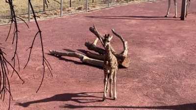 Baby giraffes first time outside