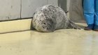 Rice ball