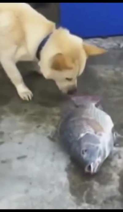 Ele tento