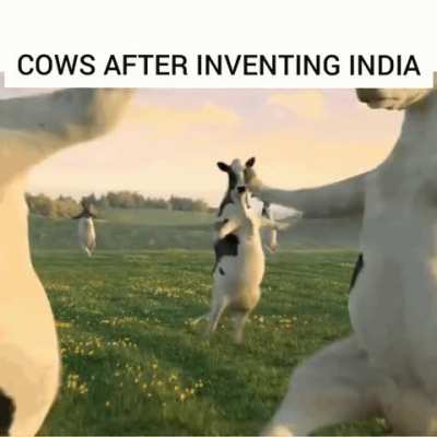 Cows go Tunak Tunak