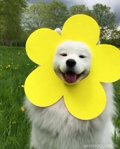 Samoyeds were originally bred for hunting, herding reindeer, and hauling sledges for the Samoyede people in Siberia. Friendly and affable, their happy expressions has earned them the nicknames 