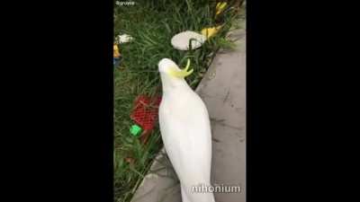 bird grab