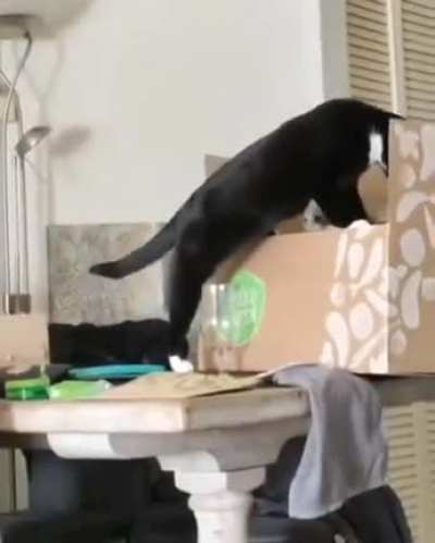 I still laugh about this one😂 (Cat didn't hurt himself!)