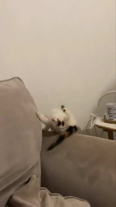 My kitten sure miscatulated that one..