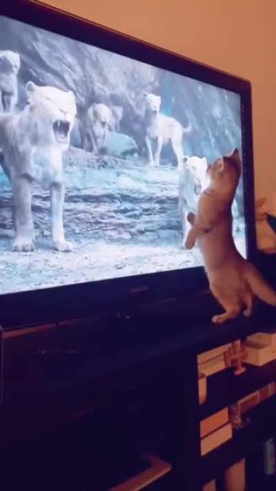 Leões são criaturas divinas na mente de um gato