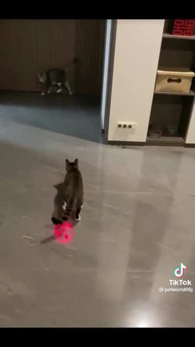 Un nuevo juego para ellos 😹😹😹