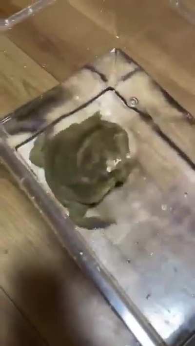 Frog scream