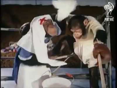 Monkey vs Monkey