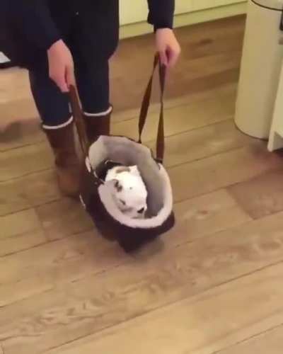 Dog burrito