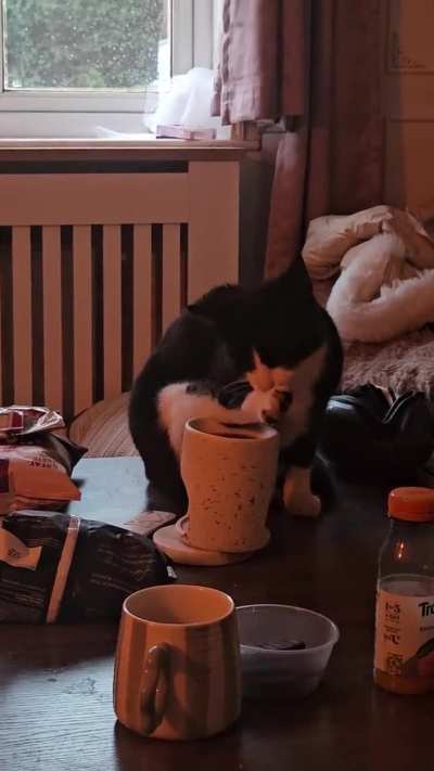 oreo knocked the candle melter down to rest his leg on it so he could clean himself lol