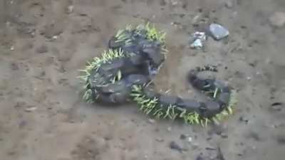 Trying to eat a porcupine goes wrong