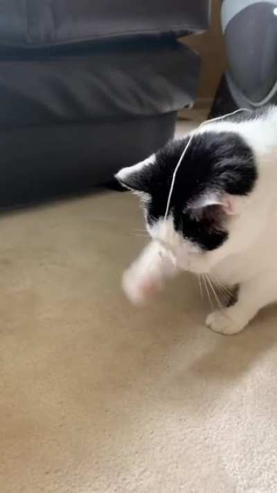 Cat dies inside