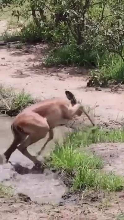 Gazelle attacked by crocodile