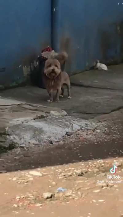 leao