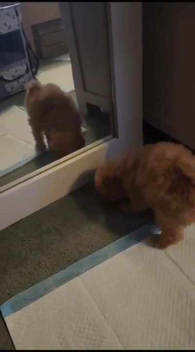 [50/50] Puppy sees own reflection for the first time / Puppy leans out of car window and falls out