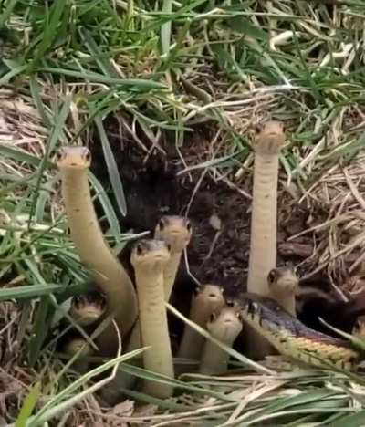 Festa de cobrinhas 😍👍🐍🐍