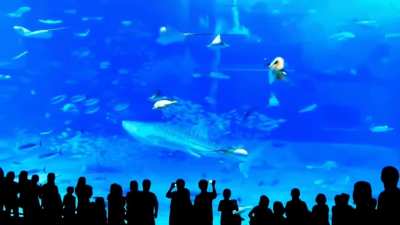 camera flash causes tuna to crash in the aquarium