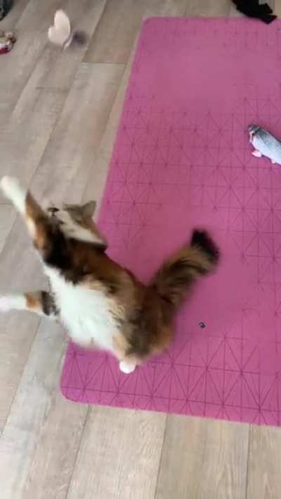Curiosity