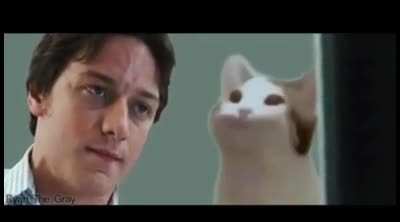 What an annoying cat