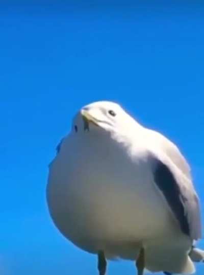 Me when I notice the spider that’s been above my head for hours