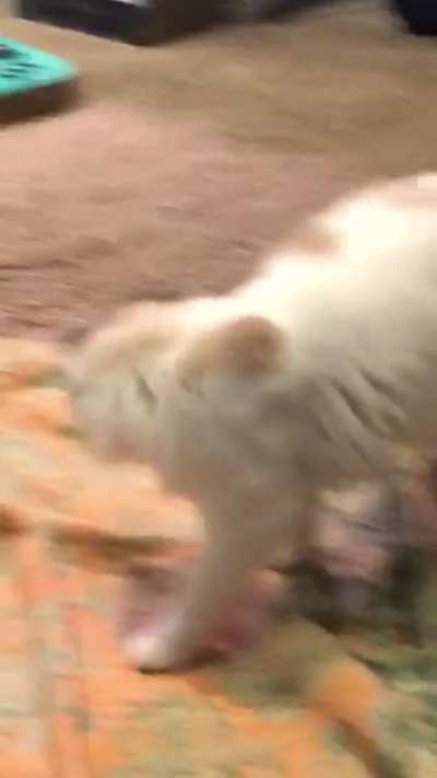 relearning tool use in cat body to take over world