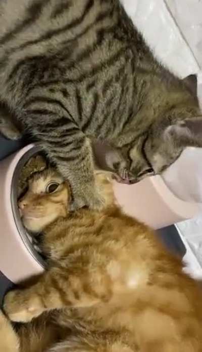 Don't MOVE