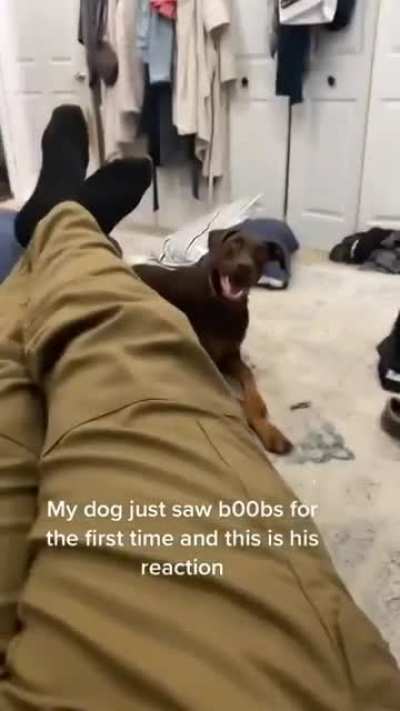 Don’t think he wants to play with chew toys anymore