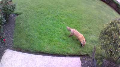 Gary the friendly suburban fox dropped by this morning