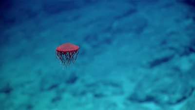 This red jellyfish looks like a spaceship