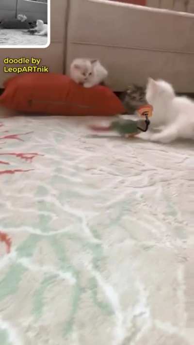 Parrot serenade