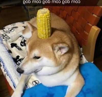 corn dog