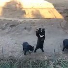 Heyyy! Human! Can you see us? Heeey