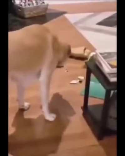 He knows he's in trouble