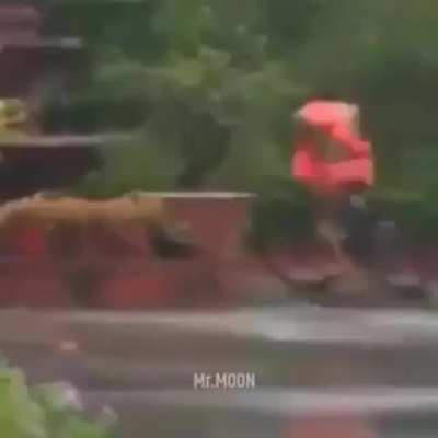 Acclaimed Indian Yoga Guru (Baba Ramdev) ft. cycling in rainy weather.