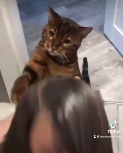 cat fight! sound on