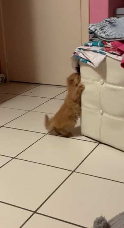 my cat having fun