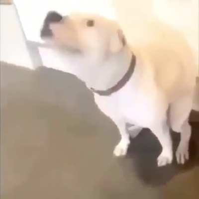 🐒
