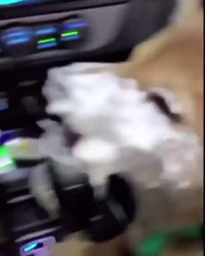 Perrohelado