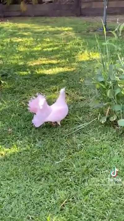 King pigeons are literally the best