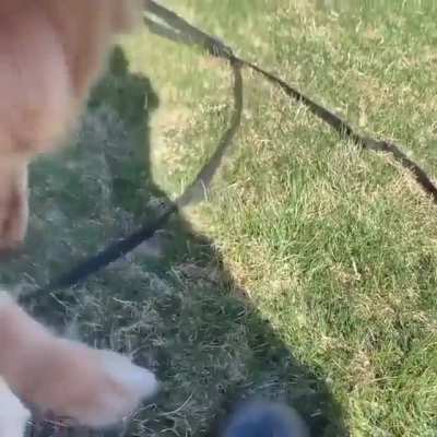 when you see a turtle for the first time 😂 poor turtle, doggo just wanted to be friends