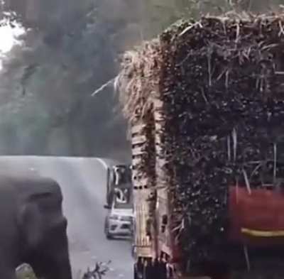 Elephants in Cambodia have learned to exploit their right of way and stop passing sugar cane trucks to steal a snack