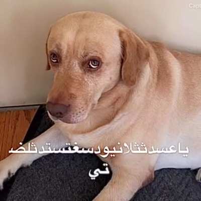 arab labra<wbr>dor💥💣<wbr>🤬
