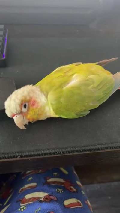 He REALLY likes that wrist rest…
