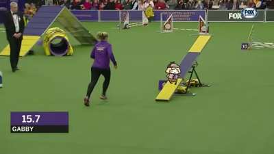 Amelia Watson wins Westminster Agility Championship