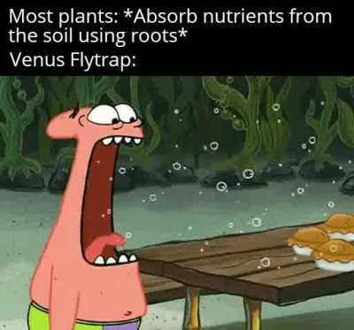 Just eat them flies