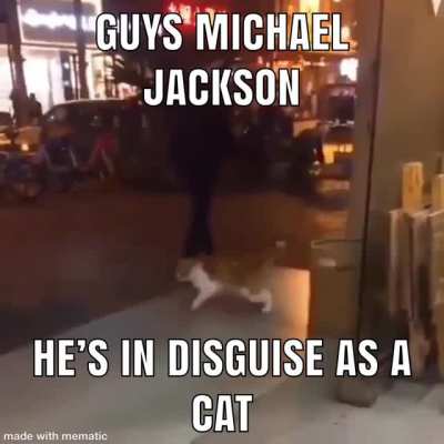 Cat_irl