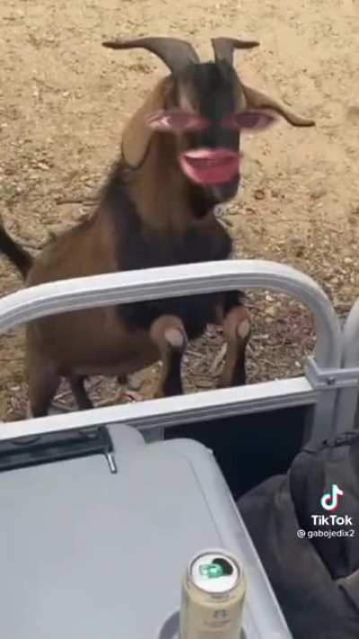 Adónde vas gringo