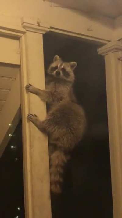 Animal crossing