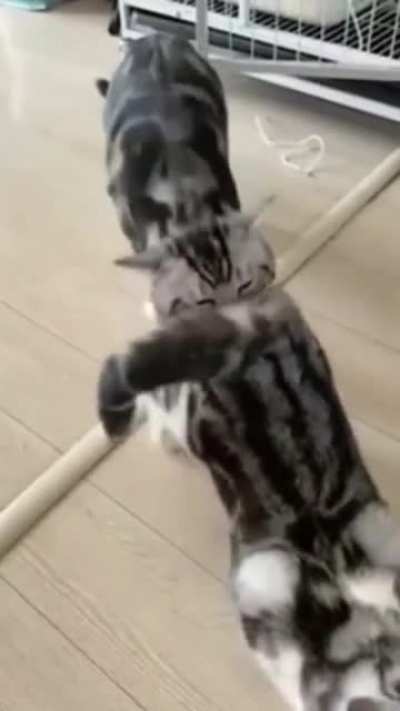 Кошачий микс