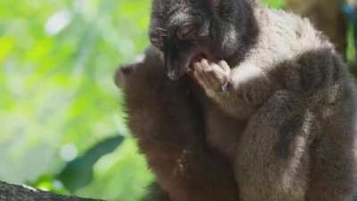 Lemurs get high by biting cyanide secreting millipedes